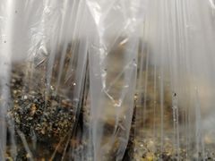 -叶氏麻糍(鼓浪屿店)