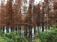 -白鹭湾湿地公园