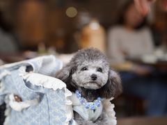 -茶是一枝花泡茶店