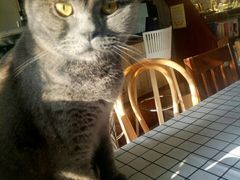 -海边的猫和咖啡馆
