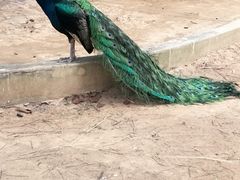 -广东茂名森林公园