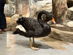 -Zoolung Zoolung动物主题公园(海信广场店)