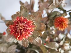 -鹿岛会员店 (龙湖三千集天街店)