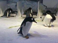 -芜湖新华联大白鲸海洋公园