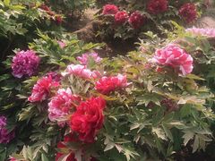 -莲花池公园