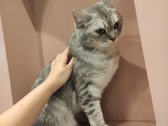 -猫儿山۰猫主题餐厅