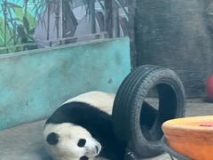 -石家庄市动物园