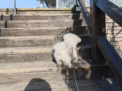 -艾贝尔宠物医院 ·内科全科(梁溪路店)