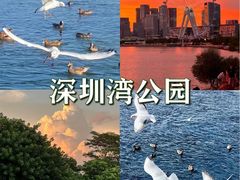 -四海公园(南山区)