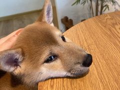 -柴犬小屋·柴餐厅·狗咖食堂(金鼎广场店)