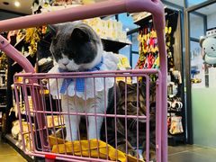 -萌兽医馆·眼科·异宠专科(三里屯店)