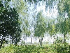 -合肥滨湖国家森林公园