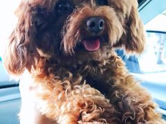 -翊宠yipet猫狗购宠庄园犬舍•猫舍