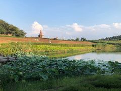 -大塘金香草谷