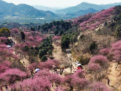 -新建村梅花