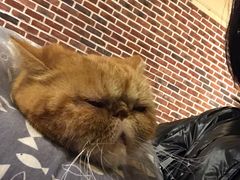 -猫友咖啡店(玉林西路店)