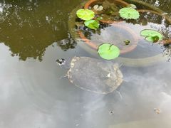 -九龙公园