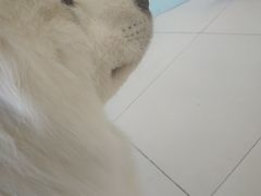 -怪兽屋·羊驼·猫咖·狗咖(俊华广场店)