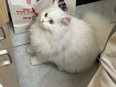 -安安宠医宠物医院·异宠·犬猫内科(岳阳分院)