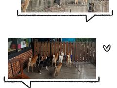 -柴犬高等学院·狗咖·柴犬售卖·宠物训练