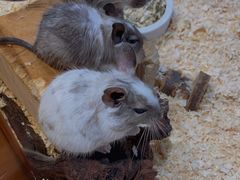 -酷以爬仙阁实体爬宠店·守宫·蜥蜴·专业繁育