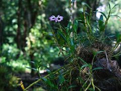 -莫里热带雨林景区