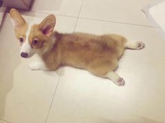 -1013 PET SHOP 宠物商店(近铁城市广场店)