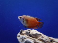 -上海海洋水族馆