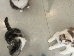 -小小班私人影院·猫咖(万达茂广场店)