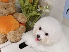 -读宠于你·约克夏比熊·睫角守宫·爬宠售卖(高新店)