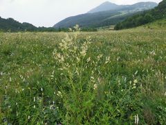 -白草畔自然风景区