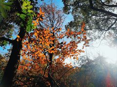 -岳麓山风景名胜区