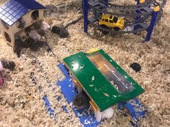 -龟与熊猫宠物公园(南坪店)