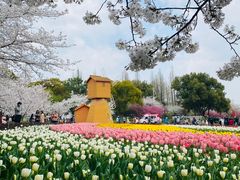 -苏州上方山国家森林公园