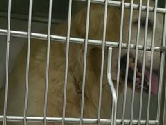 -佳雯宠物医院·皮肤科·内外科(春晓路分院)