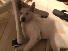 -龟与熊猫宠物公园(南坪店)
