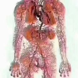 -香薇妮丝女子减肥院
