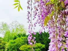 -嘉定紫藤园