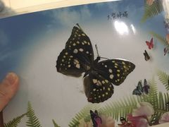 -上海昆虫博物馆