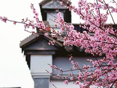 -八大山人梅湖景区
