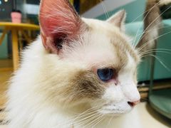 -猫在这儿猫咪咖啡馆·撸猫馆