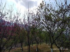 -深圳仙湖植物园