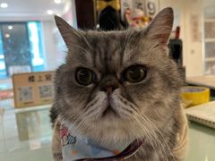 -楼上猫咖(罗湖店)