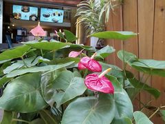 -鲜芋仙(财富中心店)