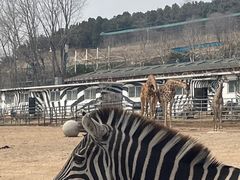 -大连森林动物园