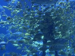 -太平洋海底世界