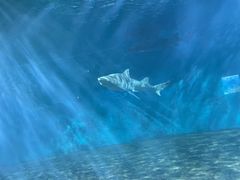 -北戴河圣蓝海洋公园