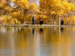 -金塔沙漠胡杨林景区