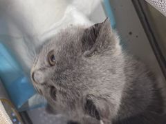 -天使宠物医院·犬猫分诊(彩虹店)