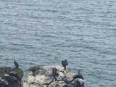 -龙头岩(Dragon Head Rock)